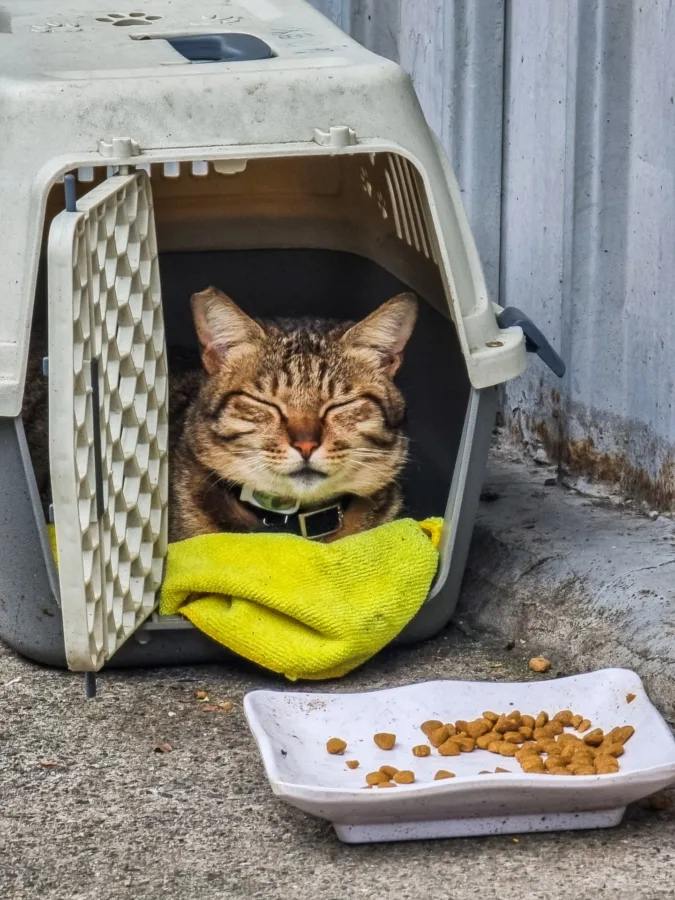 smiling cat houtong cat village taiwan