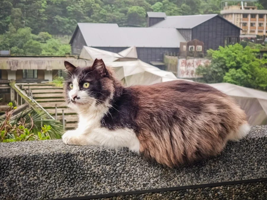 cat on low wall houtong village taiwan