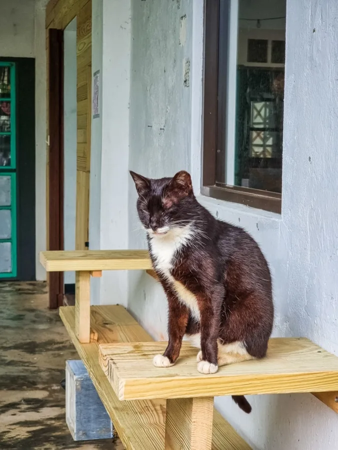 quiet cat in houtong village taiwan