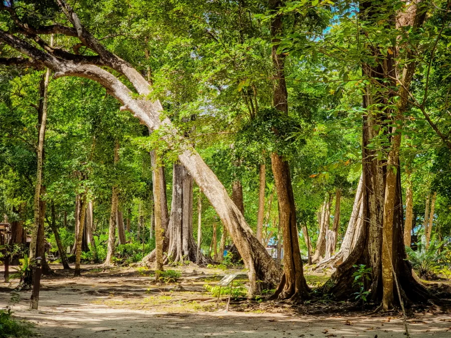 trees lining main beach ko miang similan islands