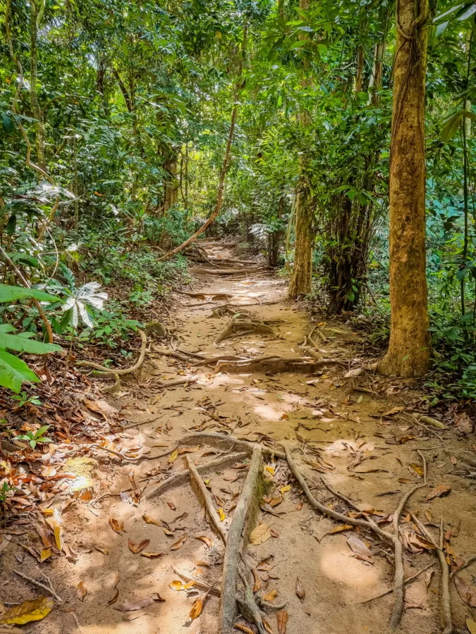path leading to had lek sur ko miang to the similan