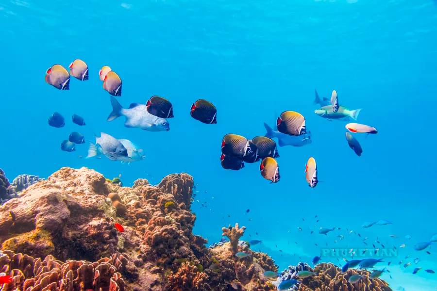 seabed andaman sea thailand