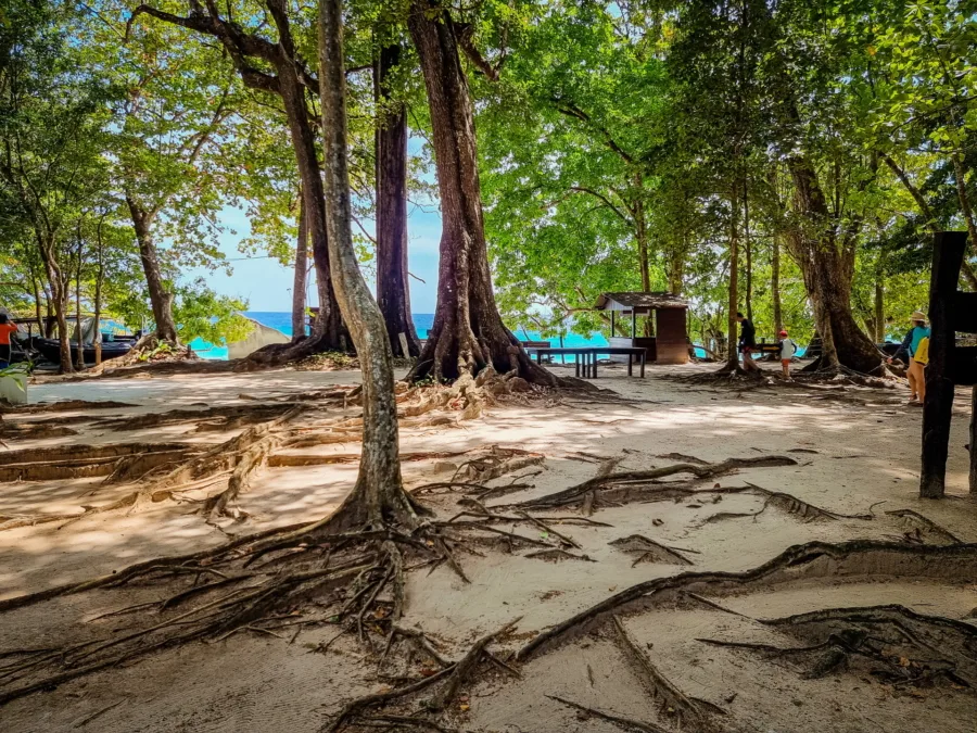 forest behind had lek beach on ko miang mu ko similan