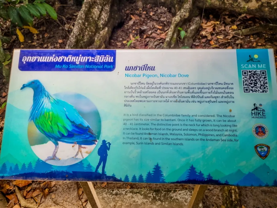 nicobar pigeon explanatory panel on ko miang mu ko similan