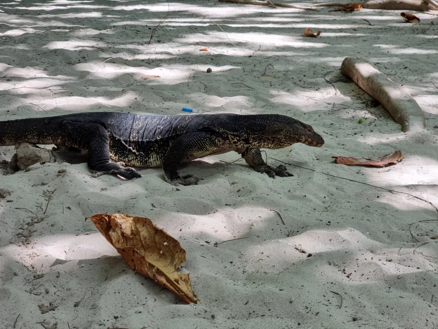 monitor lizard wandering on ko similan thailand