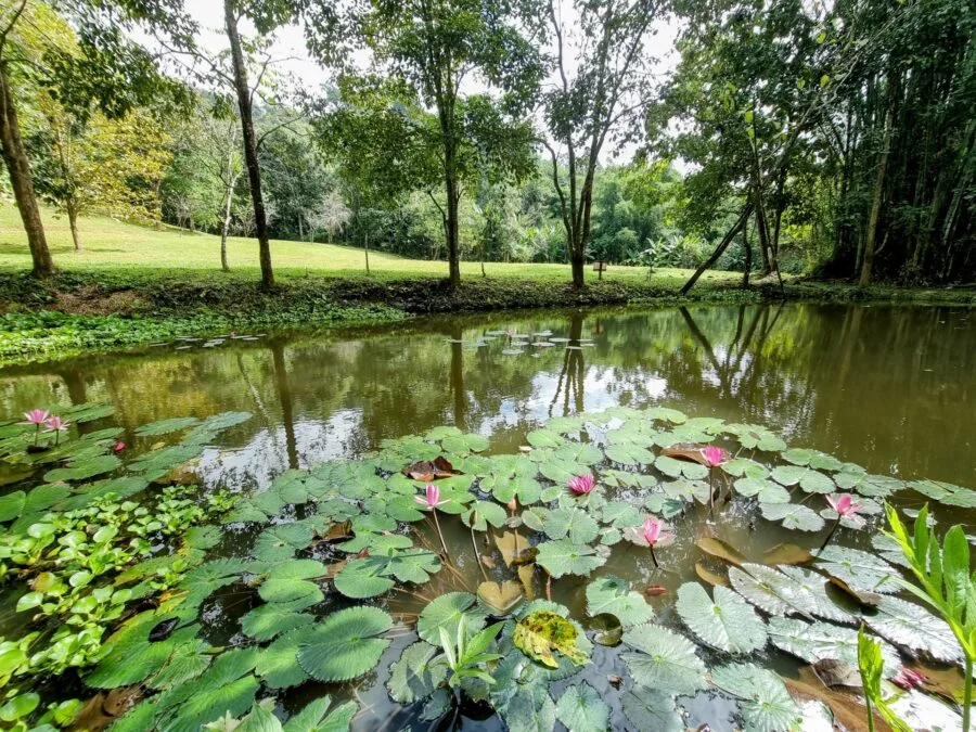 khun korn forest park chiang rai province
