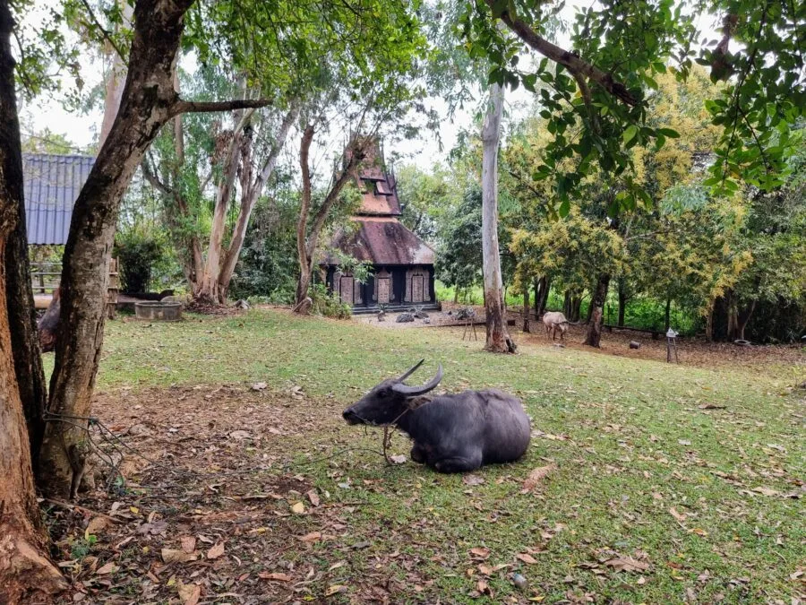 buffalo at the baan dam museum chiang rai