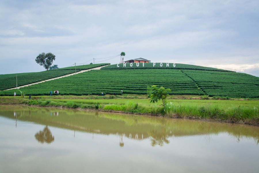 choui fong tea plantation chiang rai