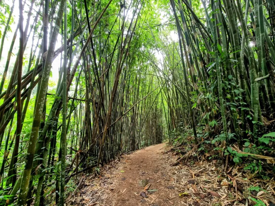 trail leading to khun korn waterfall chiang rai