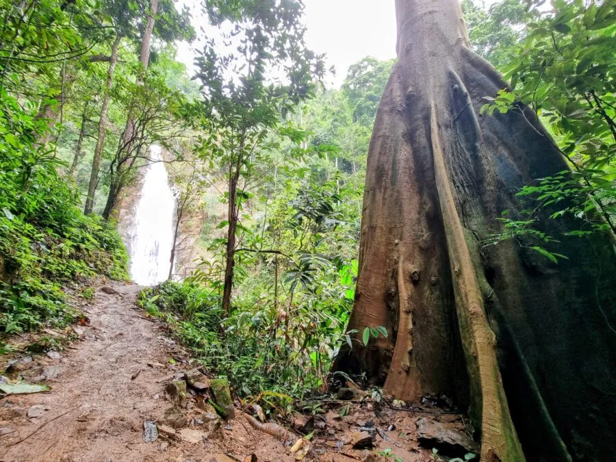 trail to khun korn waterfall chiang rai