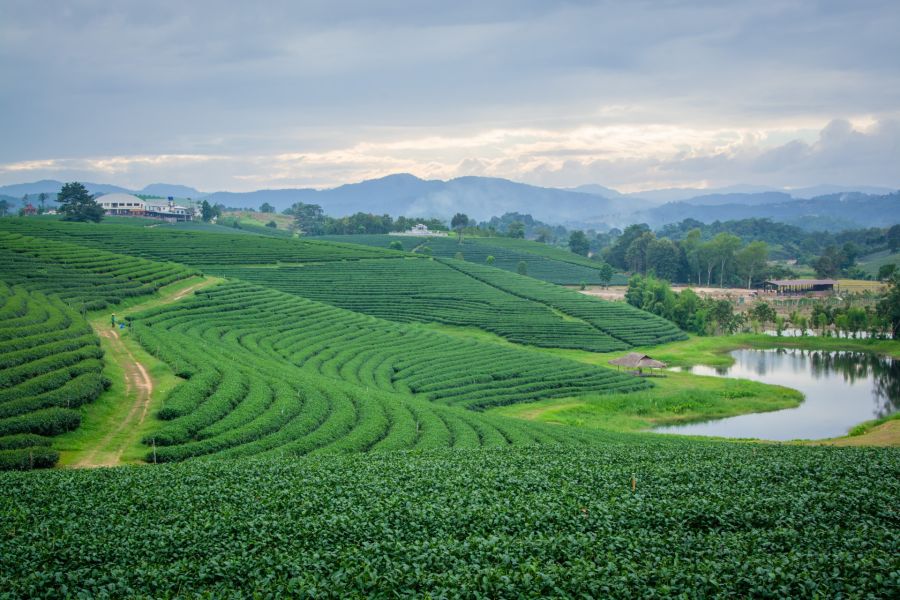 vue globale choui fong tea plantation chiang rai