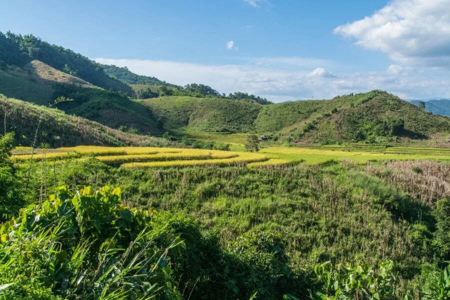 view of rice fields and mountains in Chiang Rai province