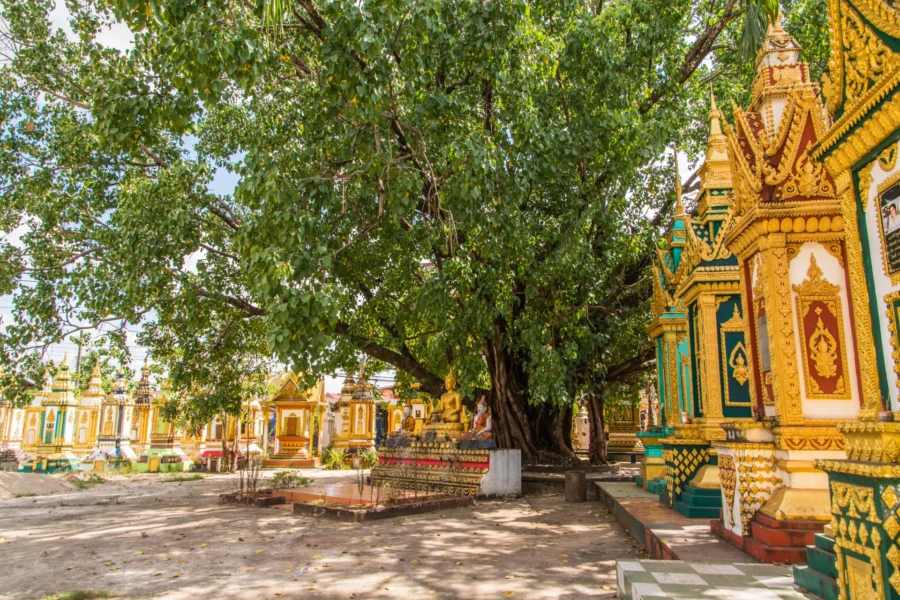 arbre de la bodhi