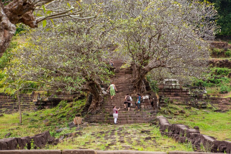 frangipaniers bordant escalier vat phou champassak
