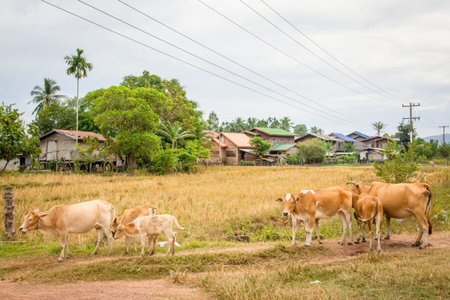 vaches bord de route vers champassak