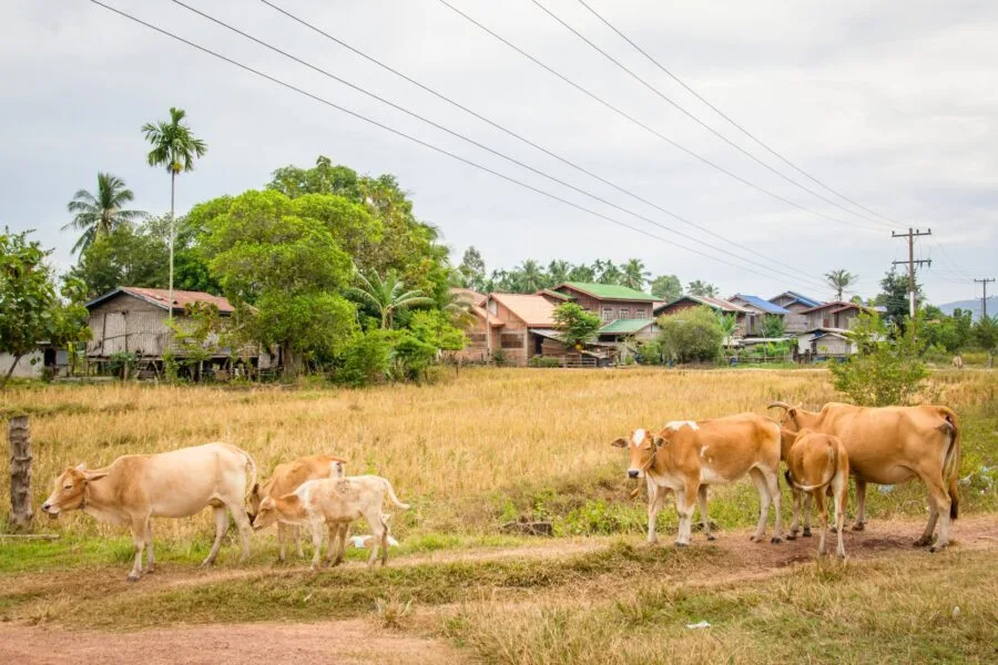 cows on the roadside towards Champassak