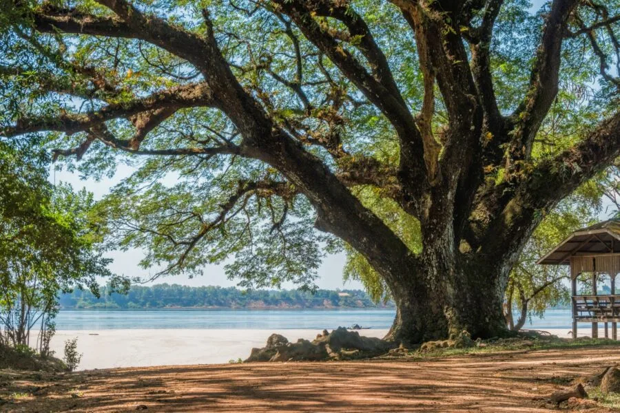 beautiful tree on the banks of the Mekong in the Champassak region