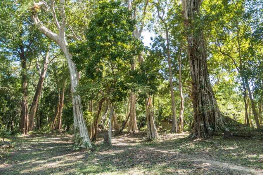 foret entourant le wat tomo champassak laos