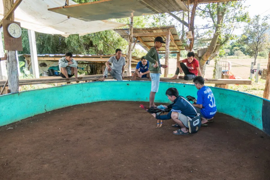 cockfight arena near thateng laos