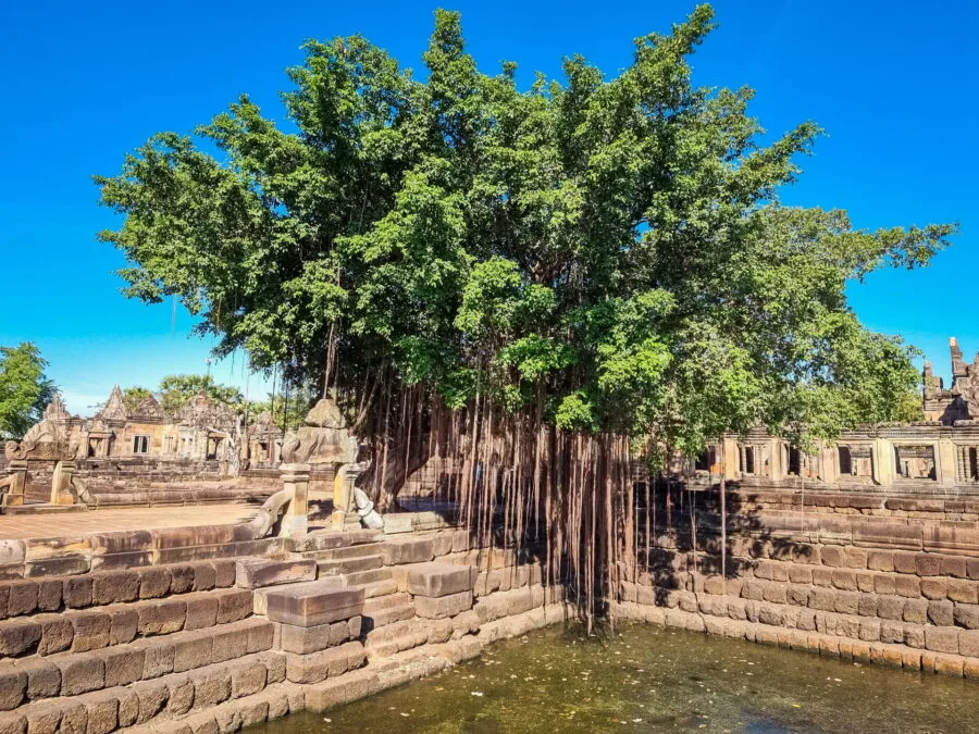 beautiful sacred fig tree prasat muang tam buriram