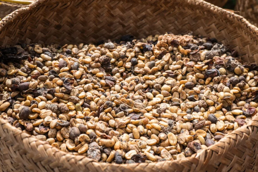 coffee beans coffee garden lak 45 bolaven plateau laos