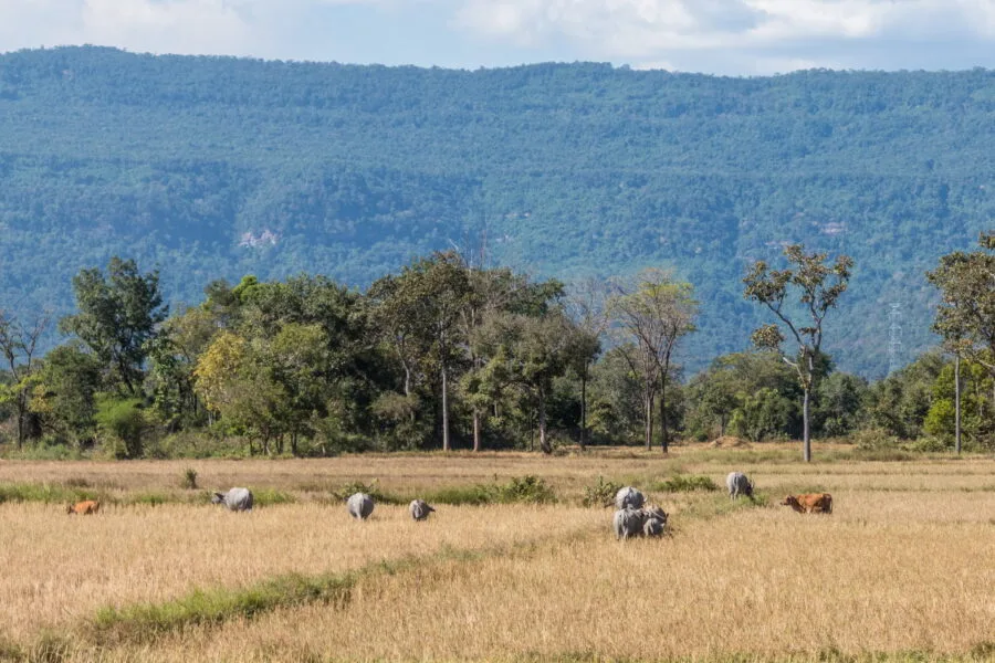 rice field landscape between attapeu and sanamxai southern laos