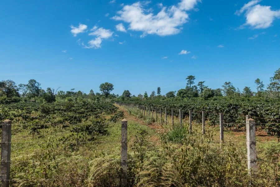 coffee plantation in the Bolovens Plateau of Laos