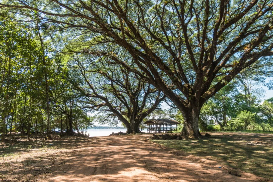return to the banks of the Mekong, Champassak, Laos