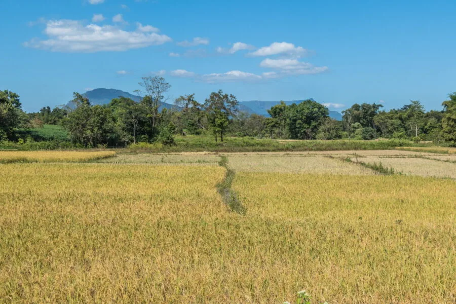 rice fields between thateng and sekong laos