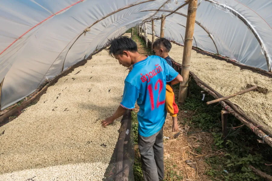 drying coffee coffee garden lak 45 plateau of bolovens laos
