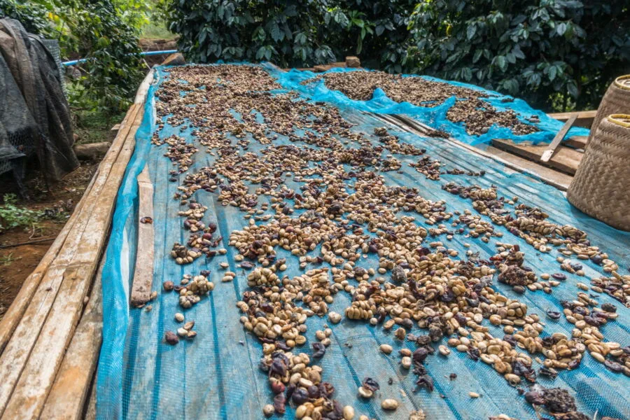 drying coffee beans coffee garden lak 45 bolaven plateau laos