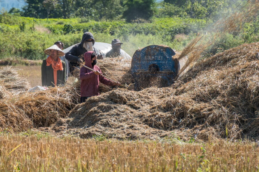 travail dans un champs riziere entre thateng et sékong laos