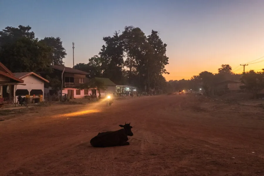 cow at the crossroads in the evening sanamxai laos