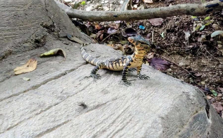 bebe lezard parc national erawan kanchanaburi
