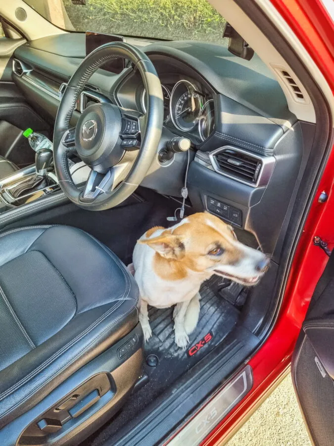 chienne prete a adopter nakhon ratchasima