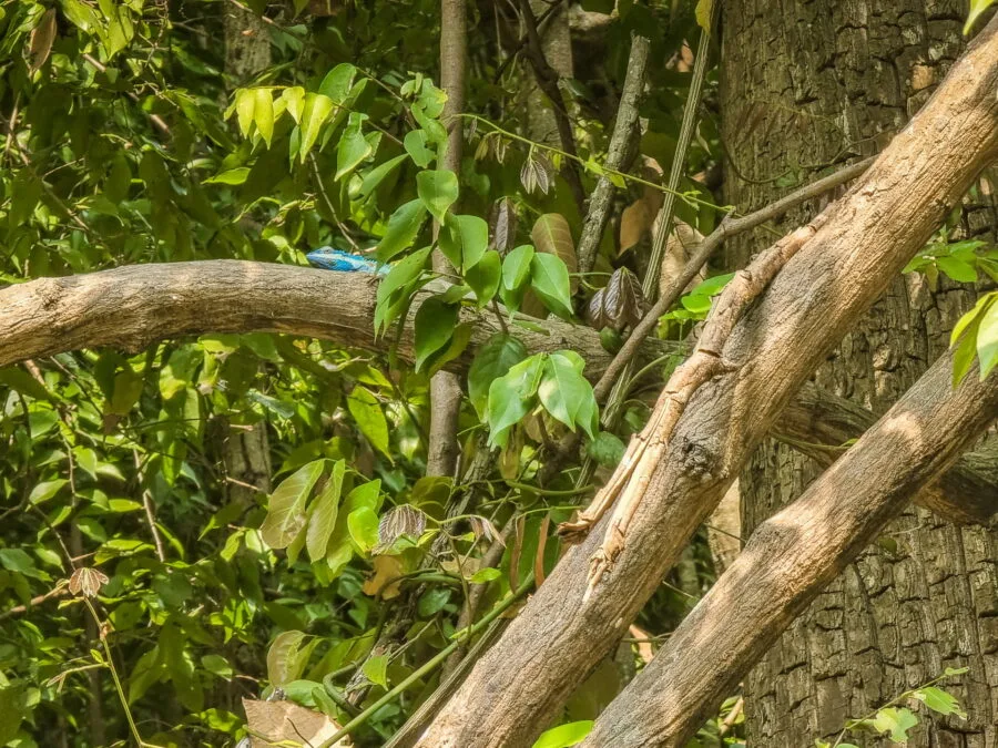 lezard bleu parc national erawan kanchanaburi