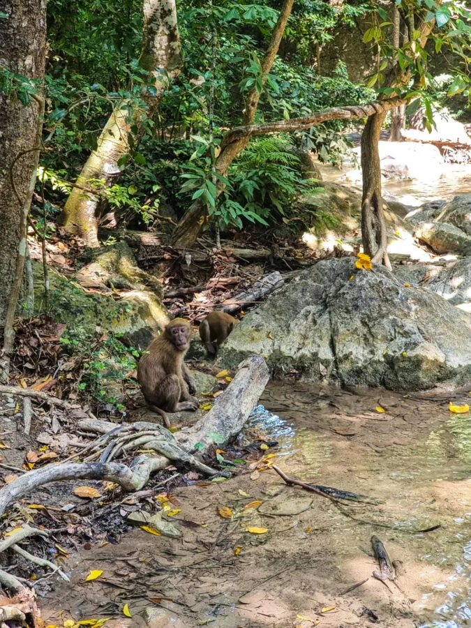 macaque parc national erawan kanchanaburi