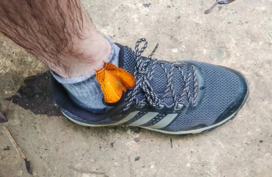 papillon au parc national erawan kanchanaburi