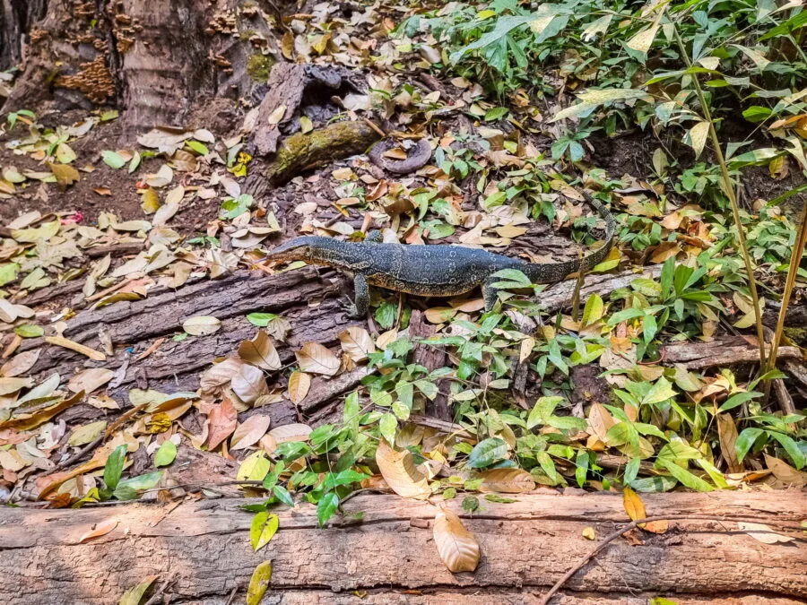 varan au parc national erawan kanchanaburi