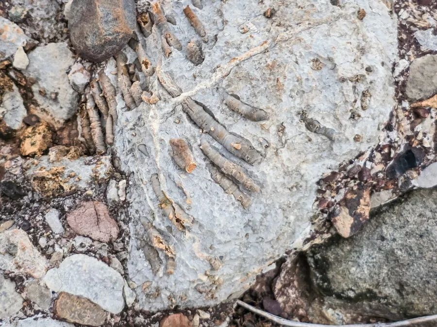 ancient corals at the phu nam yot site in phetchabun province