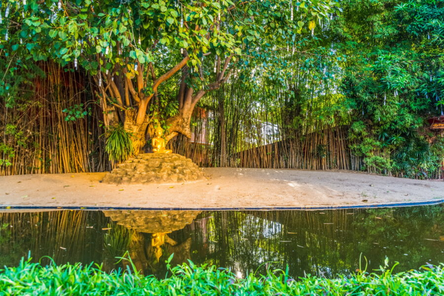 tree and buddha of wat phantao before old town chiang mai