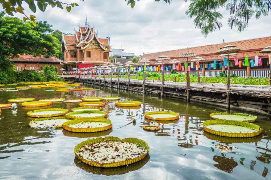 water lily pond wat jetlin old town chiang mai