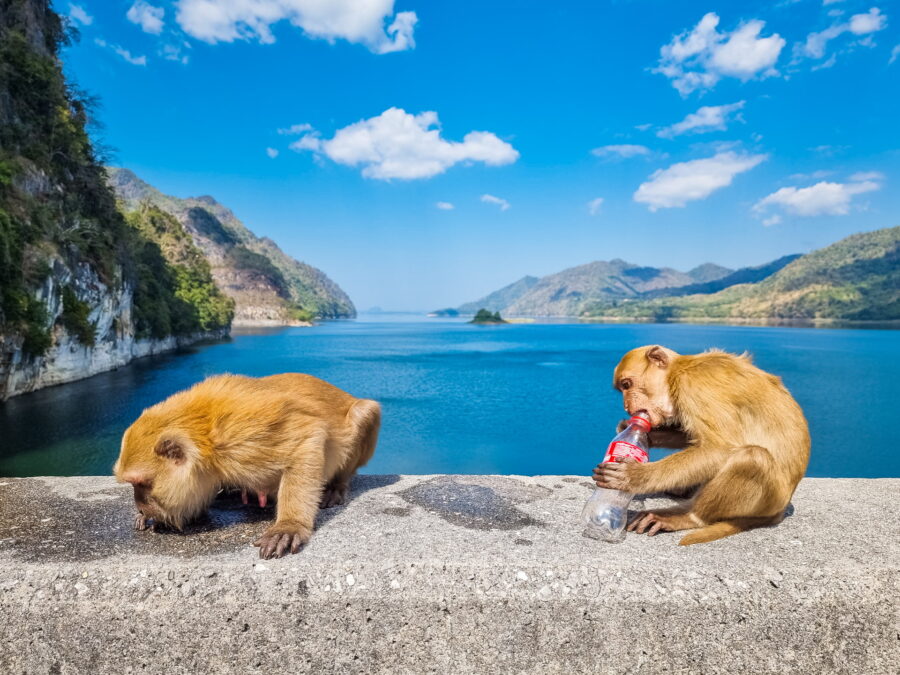 singes au barrage vajiralongkorn kanchanaburi