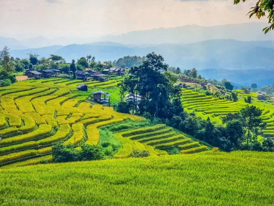 rice fields colors Ban Pa Pong Piang chiang mai
