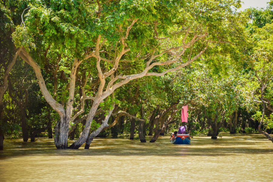 forêt inondée kompong phluk
