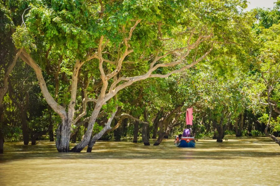 flooded forest kompong phluk