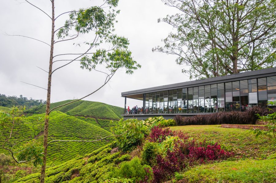 boh tea centre cameron highlands