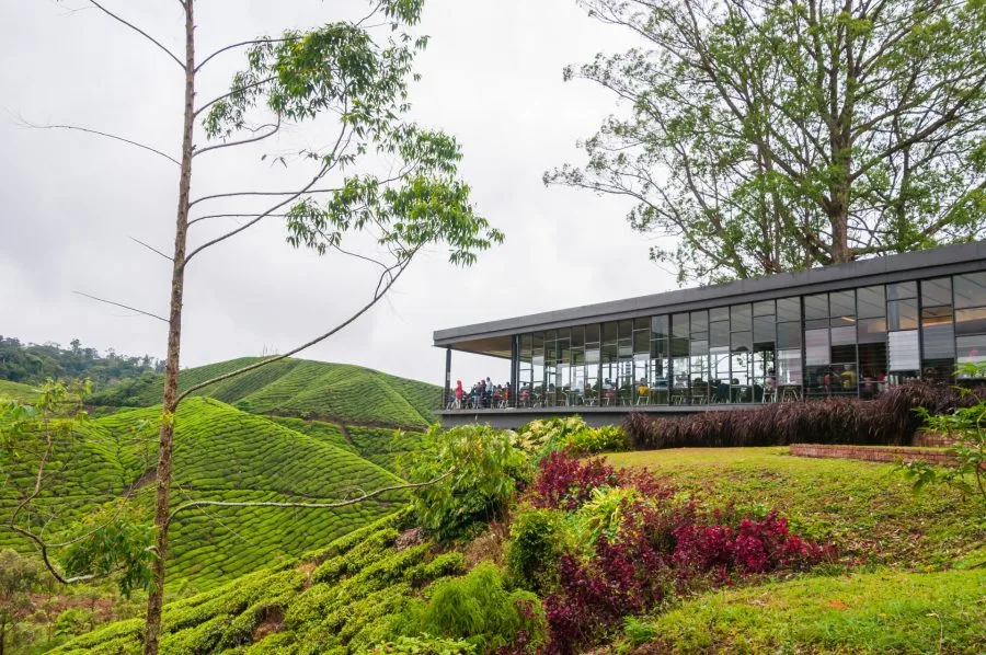 boh tea center cameron highlands