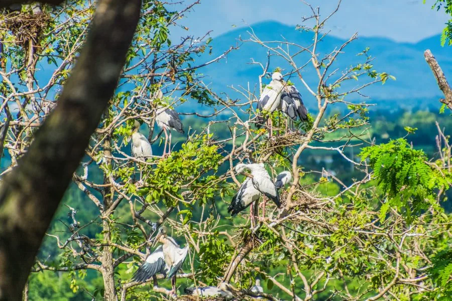 birds hill si satchanalai - thailand