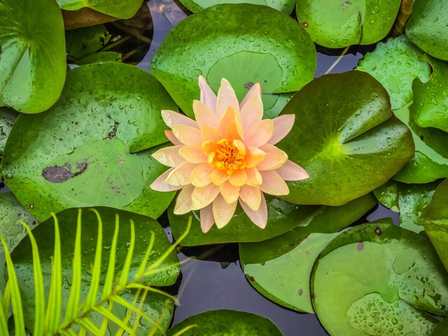 fleur d elotus jardin du wat pha sorn kaew phetchabun
